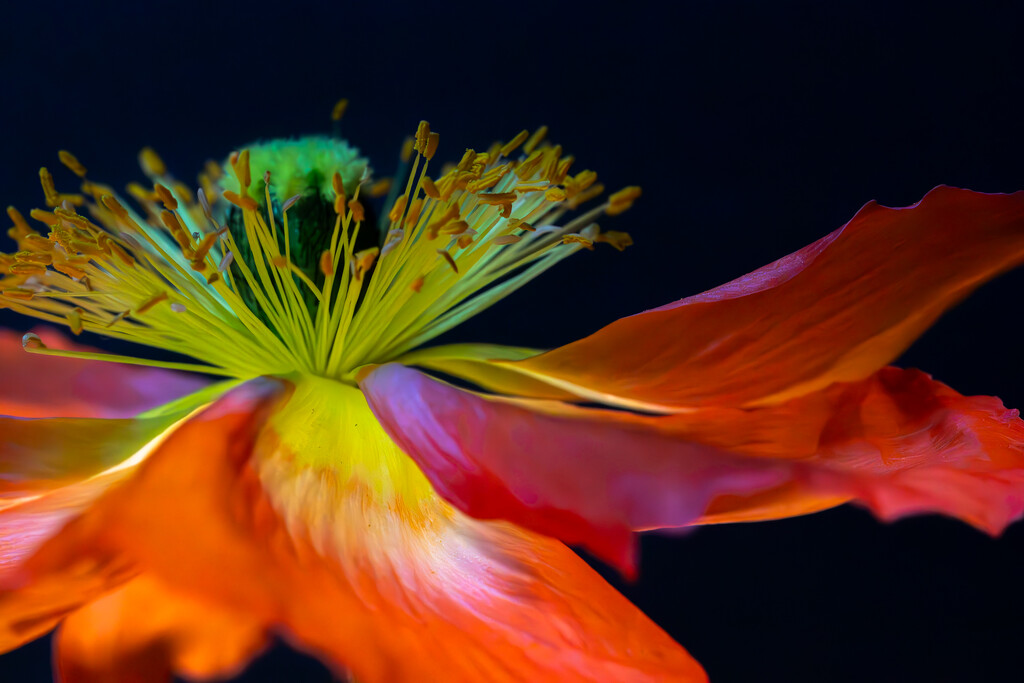 Blooming Poppy by 365projectclmutlow