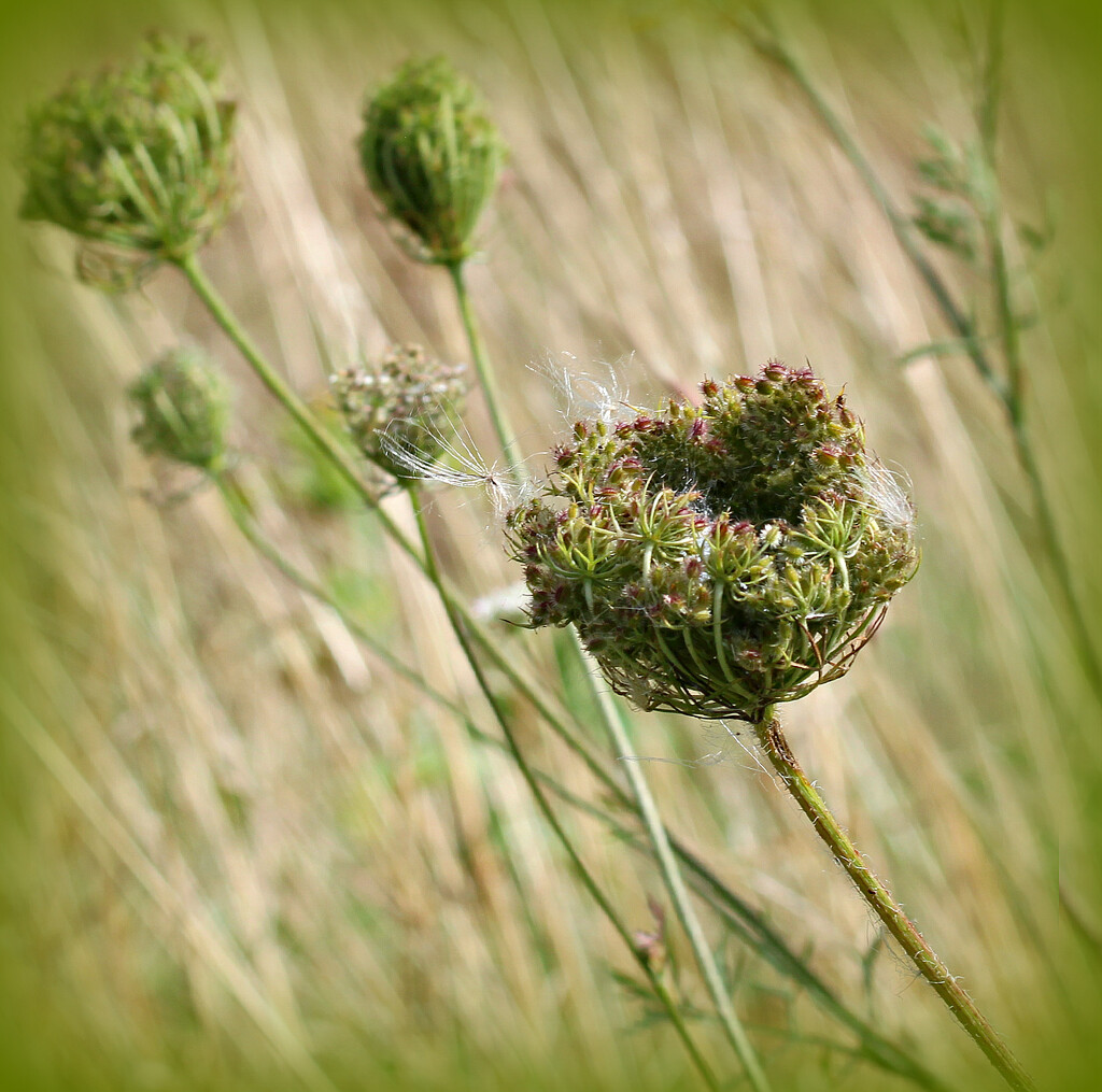 Wild Seed Heads.  by wendyfrost