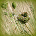 Wild Seed Heads.  by wendyfrost