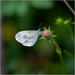 Wood White by clifford