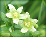 17th Aug 2023 - White Bryony 