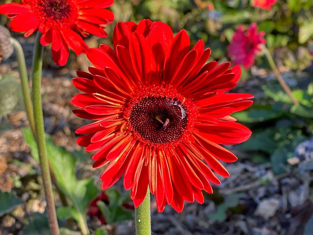 Gerbera or daisy. Royal Botanic Gardens by johnfalconer