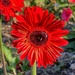 Gerbera or daisy. Royal Botanic Gardens by johnfalconer