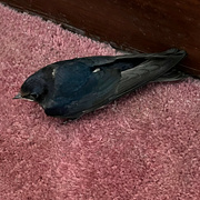 17th Aug 2023 - 17 Swallow in the house