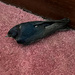 17 Swallow in the house by marshwader