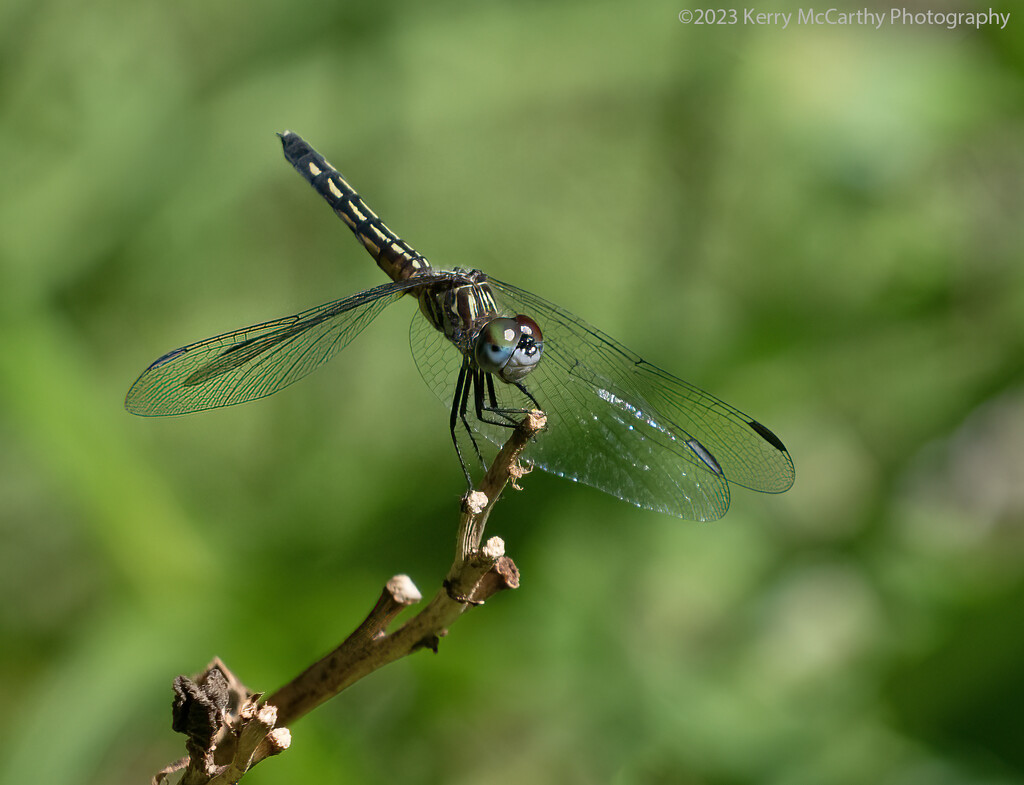 Damselfly or dragonfly? by mccarth1