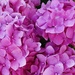 Beautiful pink hydrangeas  by grace55