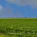 Acres of Soybeans by skipt07