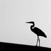 Blue Heron by dkellogg