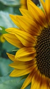 17th Aug 2023 - Sunflower