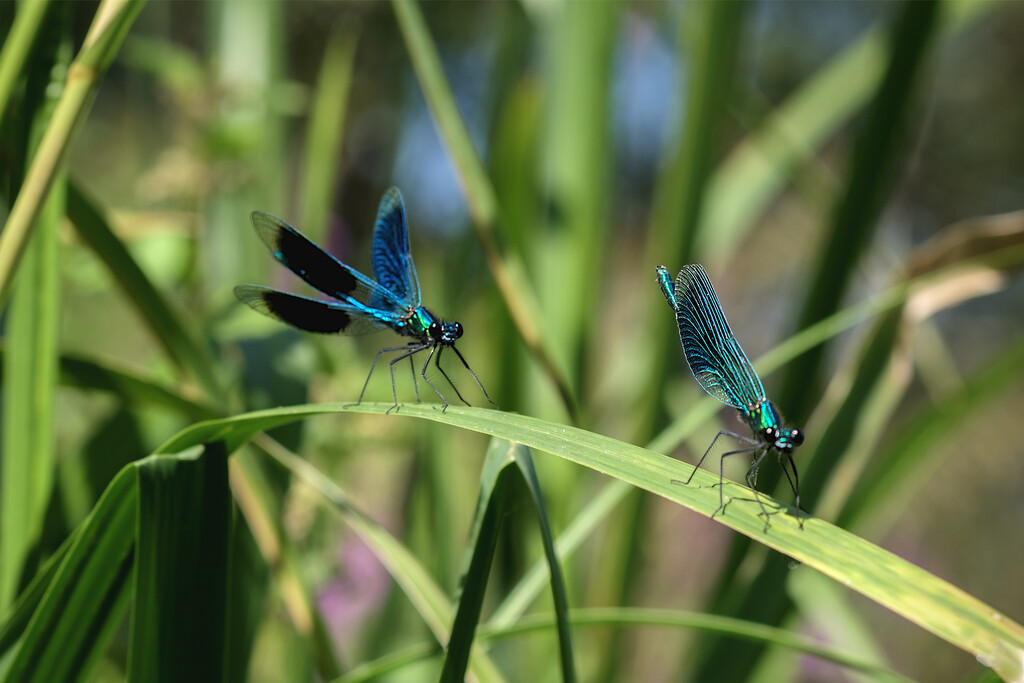 Banded Damoiselle by helenhall