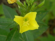 17th Aug 2023 - Yellow Flower in Office Garden 