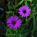 Two Purple Daisies ~ by happysnaps