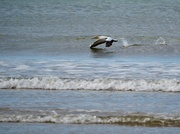 18th Aug 2023 - A gannet skimming the waves 