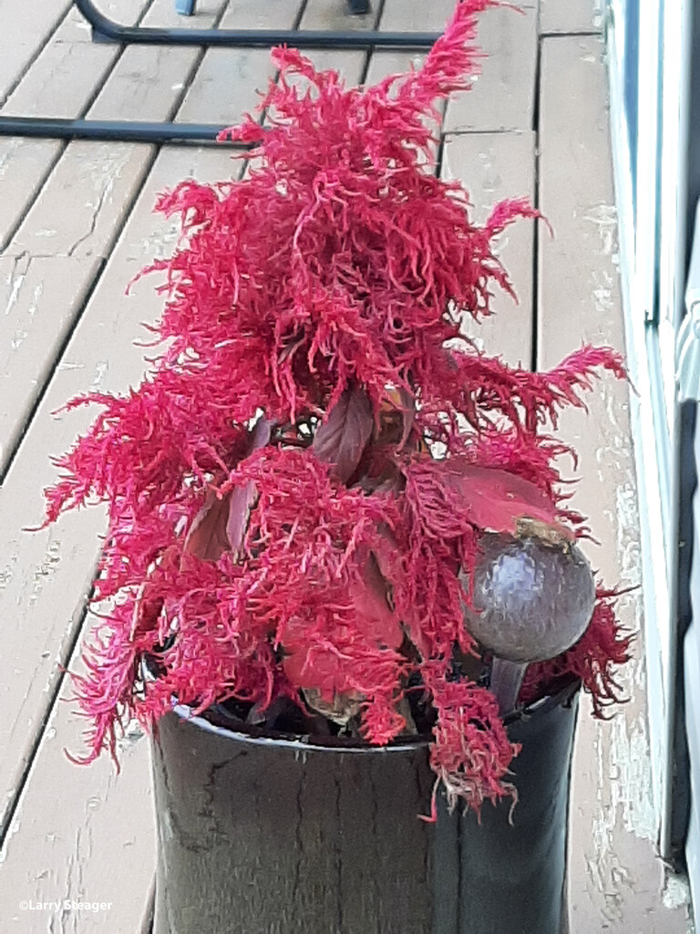 Red plant on the deck by larrysphotos