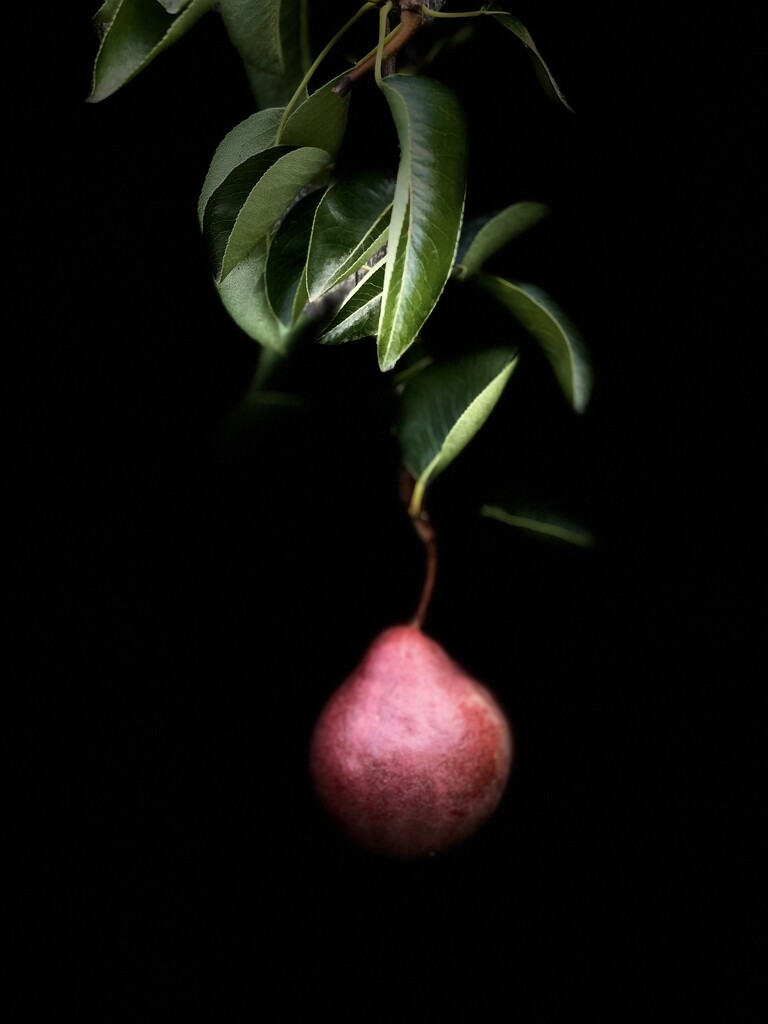 One Pear Hanging Down by eahopp