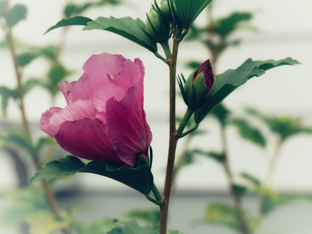 Hibiscus and bud by ljmanning