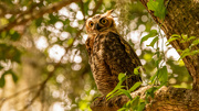 17th Aug 2023 - Found the Great Horned Owl This Morning!