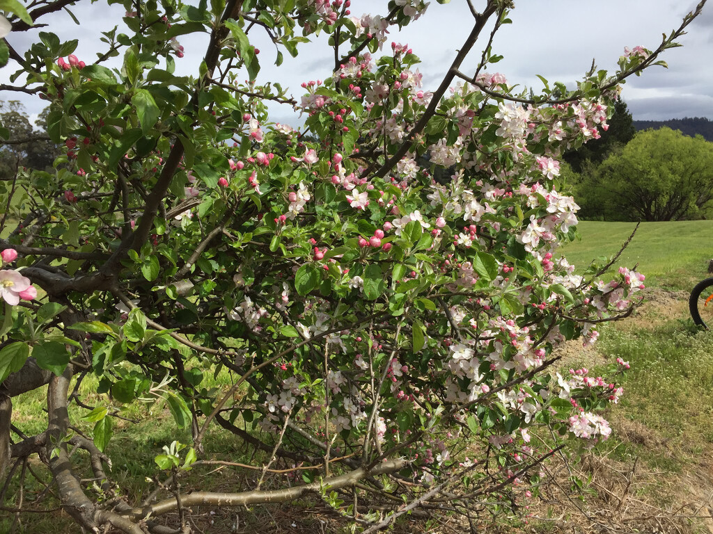 Apple blossom memories  by antlamb