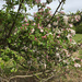 Apple blossom memories  by antlamb