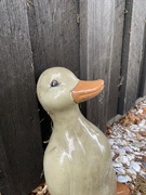 14th Aug 2023 - Renaissance duck.