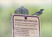 17th Aug 2023 - Olive-Sided Flycatcher