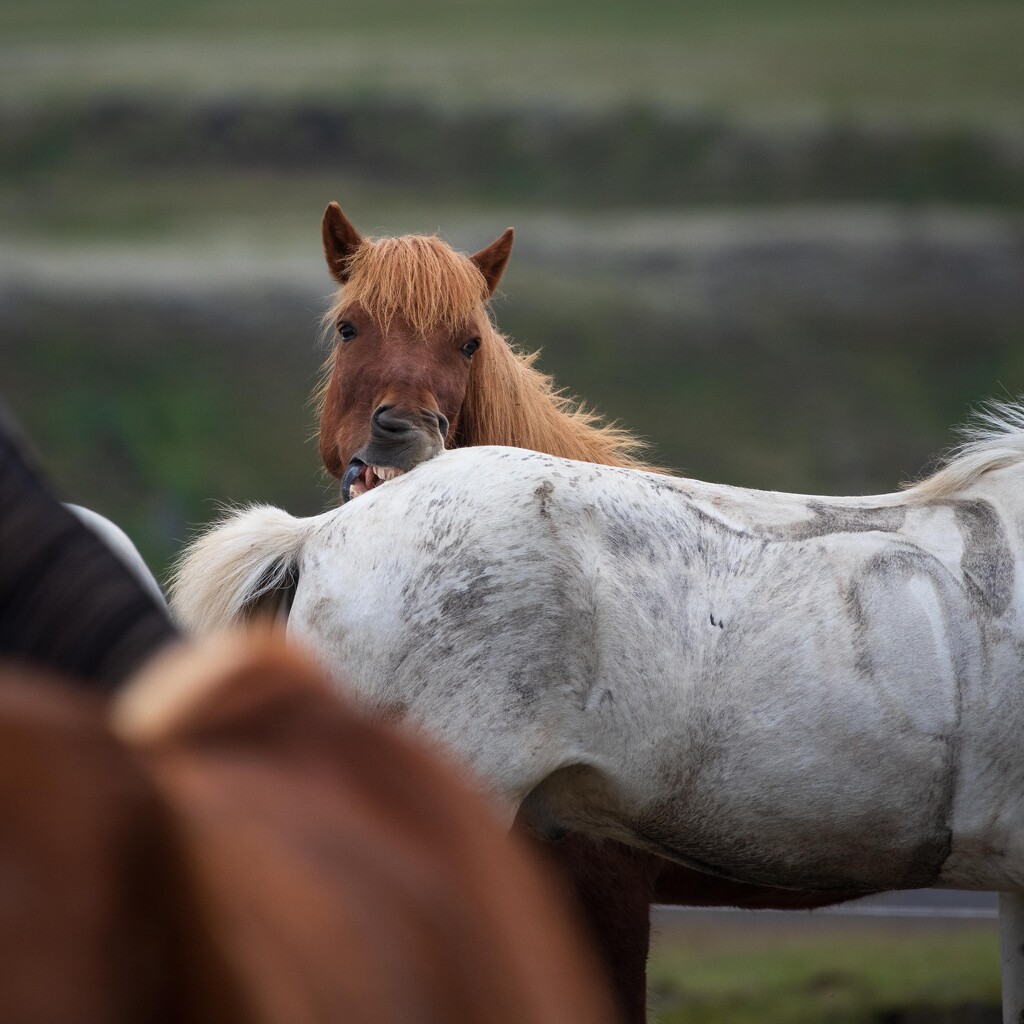 Iceland - 10 by yaorenliu