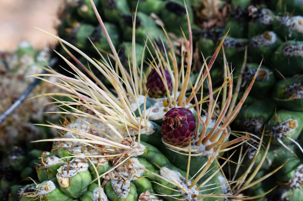 Aug 15 Barrel Cactus by sandlily
