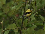 17th Aug 2023 - american goldfinch