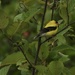 american goldfinch by amyk