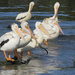 Pelicans  by illinilass