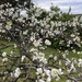 Plum blossom  by antlamb