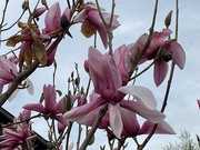 10th Aug 2023 - Magnificent magnolias 