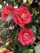 12th Aug 2023 - Camellia year