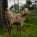 Goat or Dog? by yorkshirekiwi