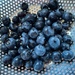Fresh Blueberries by gardenfolk