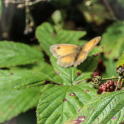 18th Aug 2023 - Butterfly among the brambles