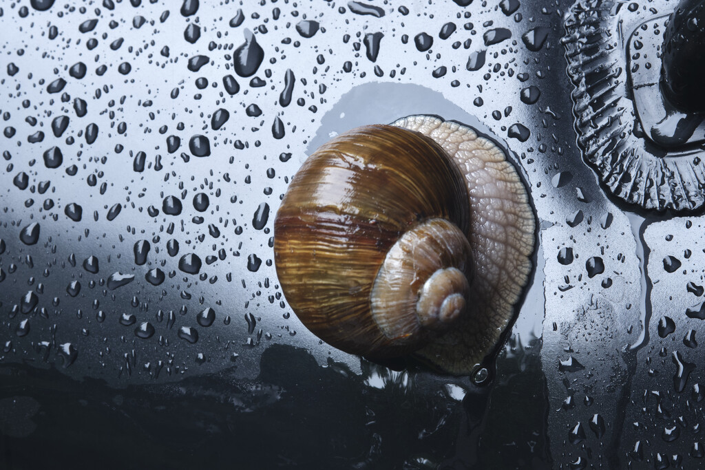 Big snail by kametty