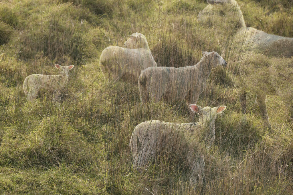 Sheep and grass by dkbarnett