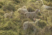 18th Aug 2023 - Sheep and grass