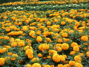 18th Aug 2023 - Very Showy African Marigolds