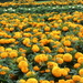 Very Showy African Marigolds by foxes37