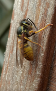 18th Aug 2023 - Wasp