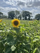 11th Aug 2023 - Sunflower Walks