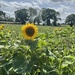 Sunflower Walks by wincho84