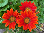 16th Aug 2023 - Gazanias