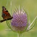 Butterfly on a Teasel by fishers