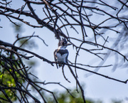 14th Aug 2023 - Belted Kingfisher
