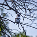Belted Kingfisher by aecasey