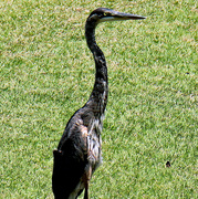 9th Aug 2023 - August 9 Blue Heron In A Bad Mood IMG_4385